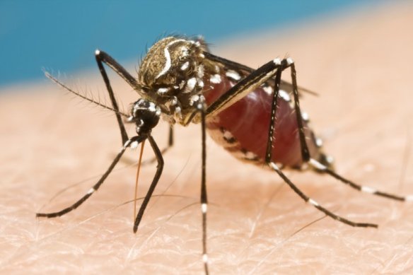 The Yellow Fever Mosquito, Aedes aegypti (Photo: Stephen Doggett)