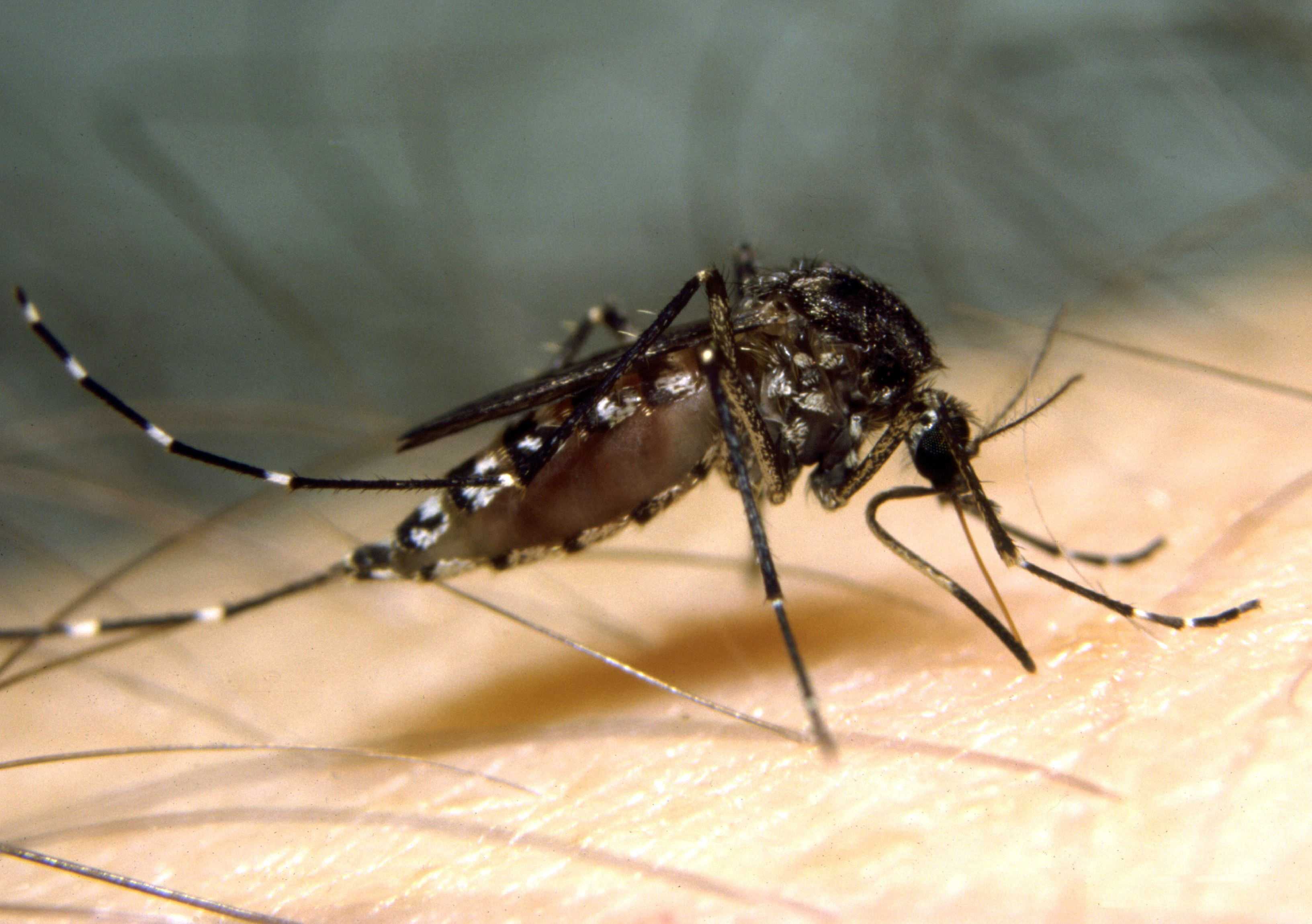 The Saltmarsh Mosquito (Aedes vigilax) (Photo: Stephen Doggett)