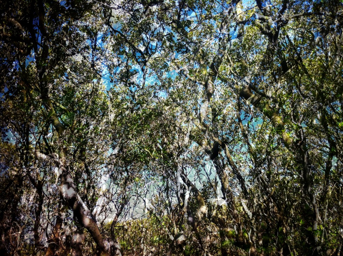 mangroves_webb_SOPA_November2015