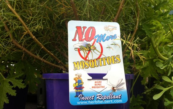 mosquitorepellentplants